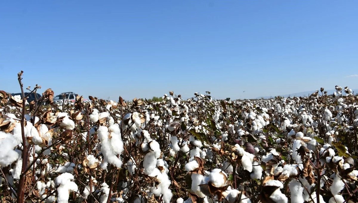 Üretim rakamları dikkat çekti: Hasadı sürüyor
