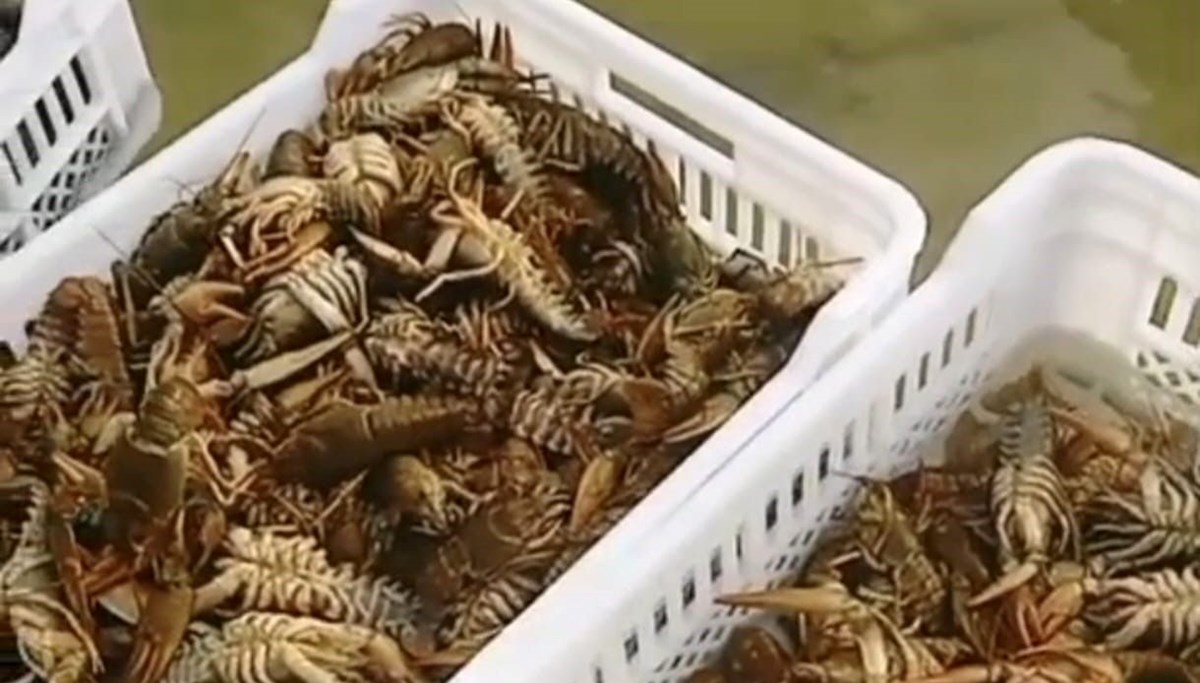 Baraj gölünde endişelendiren görüntü: Balıkçılar nedenini anlamadı