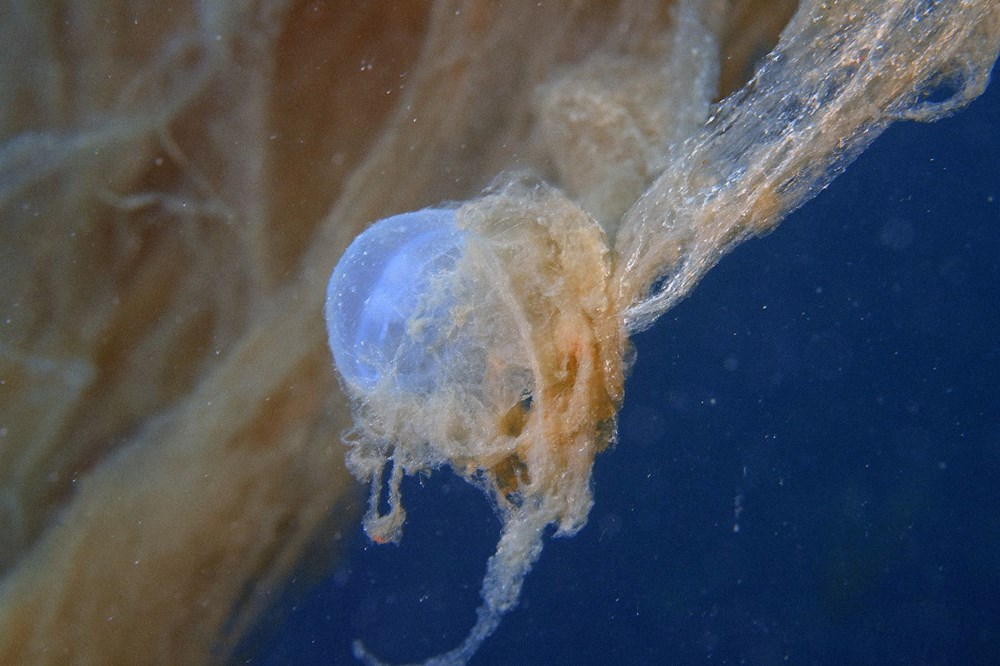 Sualtı görüntülendi... Marmara Denizi'nin müsilajı insan boyutuna ulaştı! Önüne gelen canlıyı hapsediyor - 11