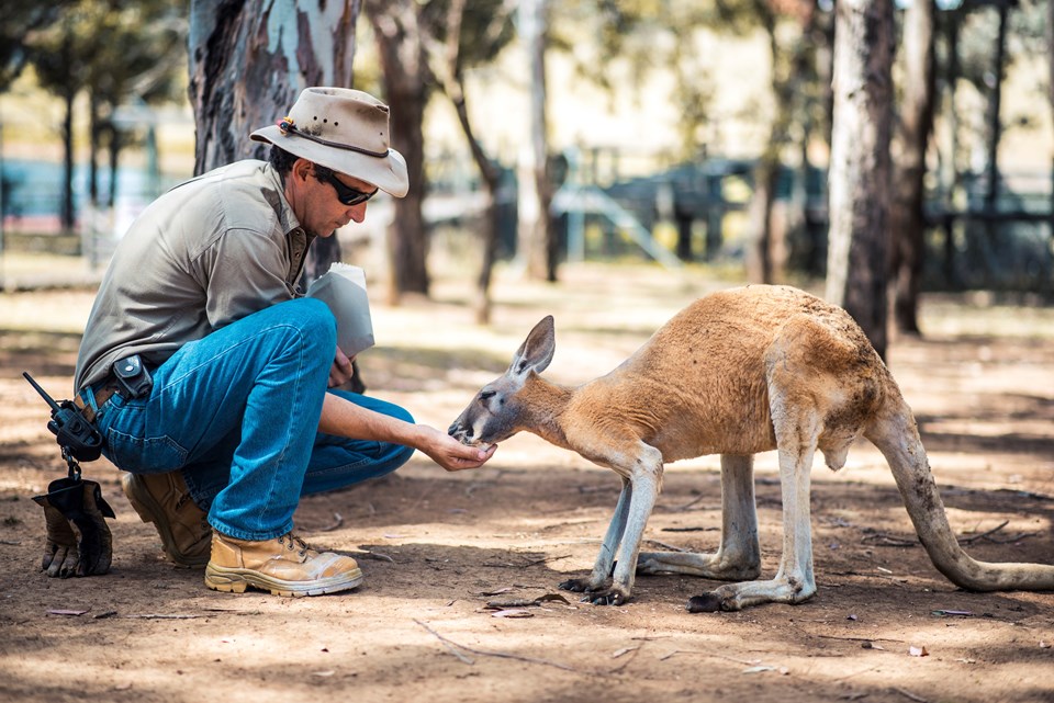 Araştırma: Kangurular insanlarla iletişim kurabilir - 1