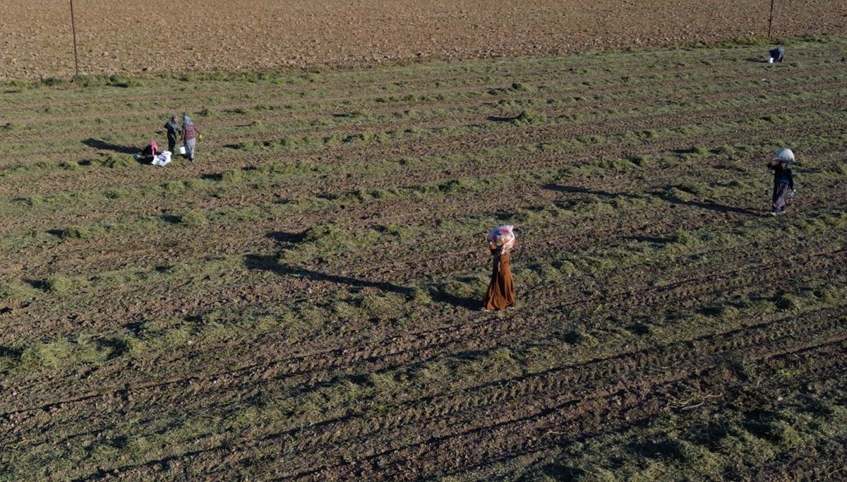 Duyan oraya akın etti: Kilosu 150 TL olan mahsülü bedava dağıttı