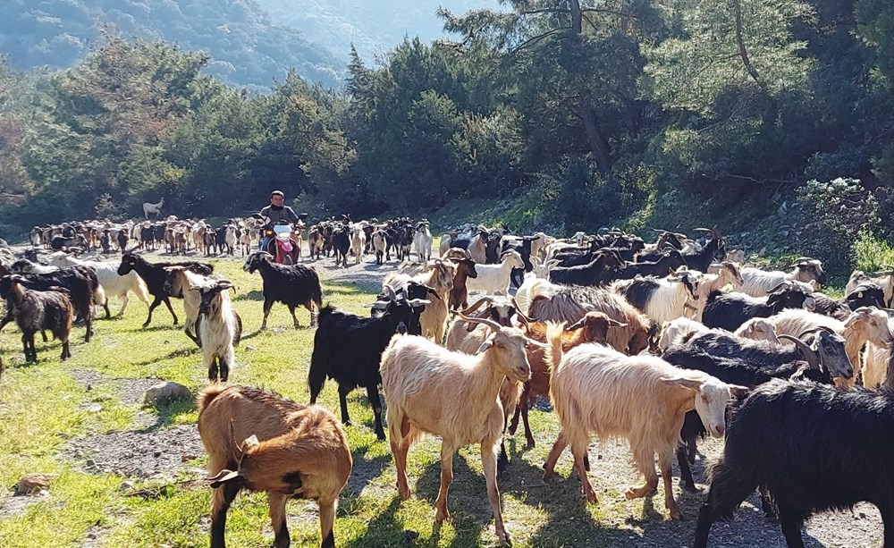 Bodrum'un drone'lu çobanı: Adım adım izliyor - 3