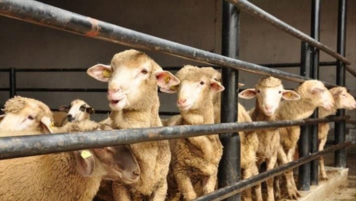 Kurban Bayramı tatili ne zaman başlıyor, kaç gün olacak? 2024 Kurban Bayramı arefesi hangi gün? Kurban Bayramı tatili ne zaman başlıyor, kaç gün olacak? 2024 Kurban Bayramı arefesi hangi gün?
