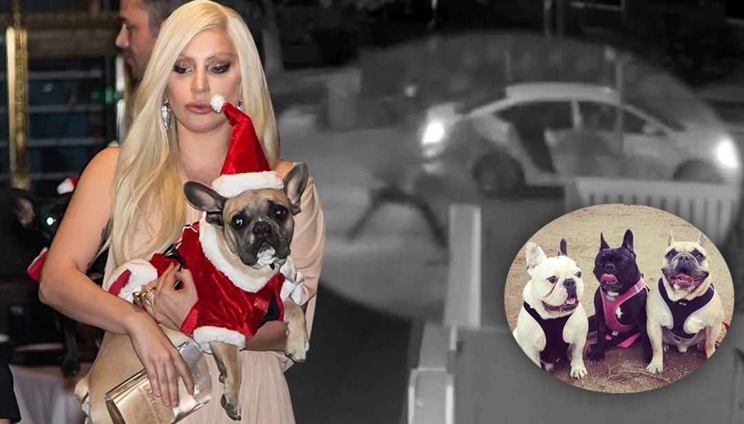 Lady Gaga�nın köpekleri Koji ve Gustav polise teslim edildi Magazin