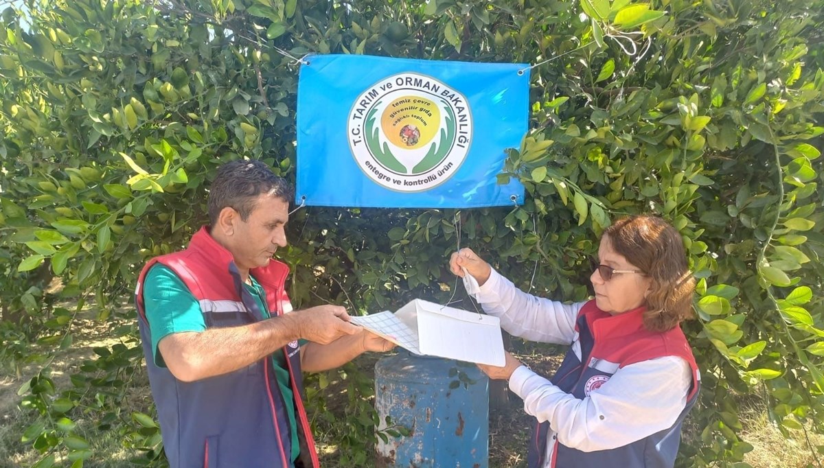 Aydın’da Akdeniz meyve sineği ile mücadele