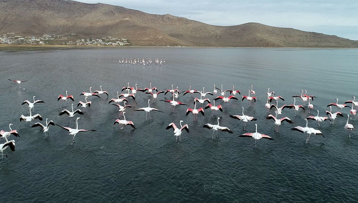 Erçek Gölü'nde flamingo bereketi