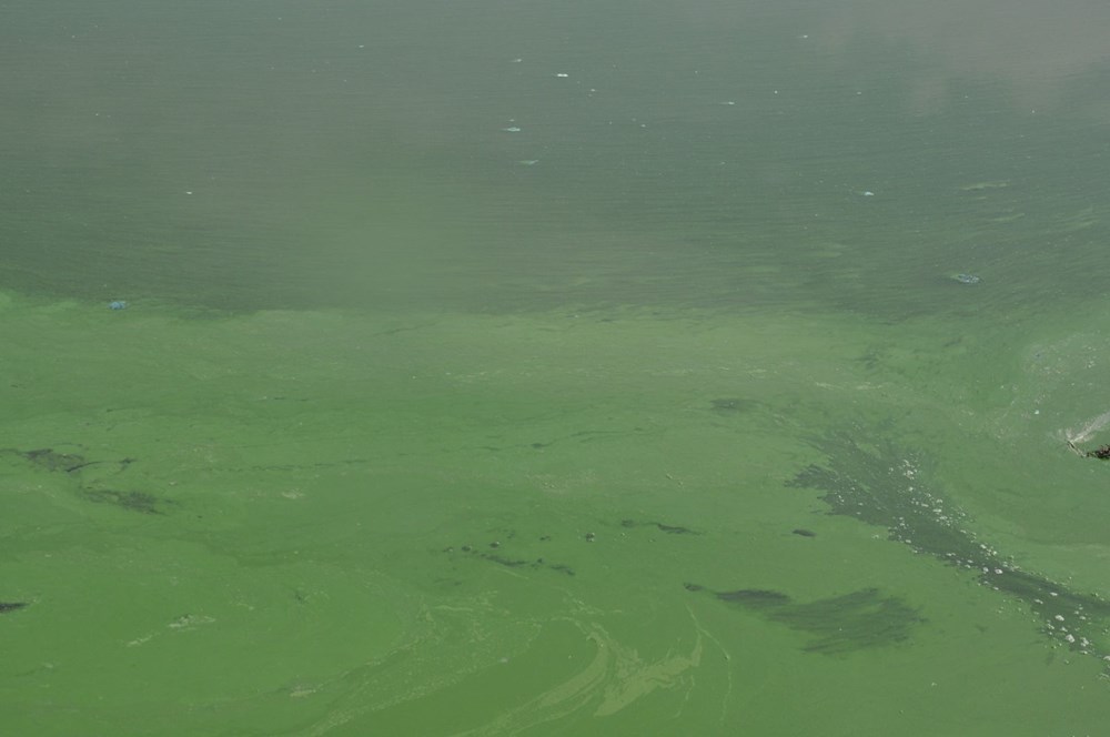Kars Baraj Gölü yeşile büründü, etrafa pis kokular yayıldı - 12