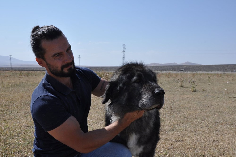 Coğrafi işaretli Kars çoban köpeğinin saflaştırılması için çalışma başlatıldı - 9