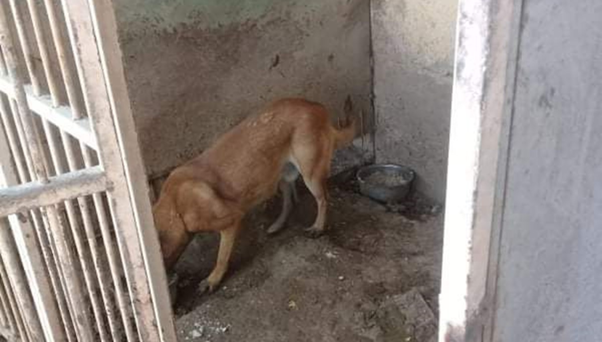 Uygunsuz koşullarda köpek besleyen veterinere 34 bin lira ceza