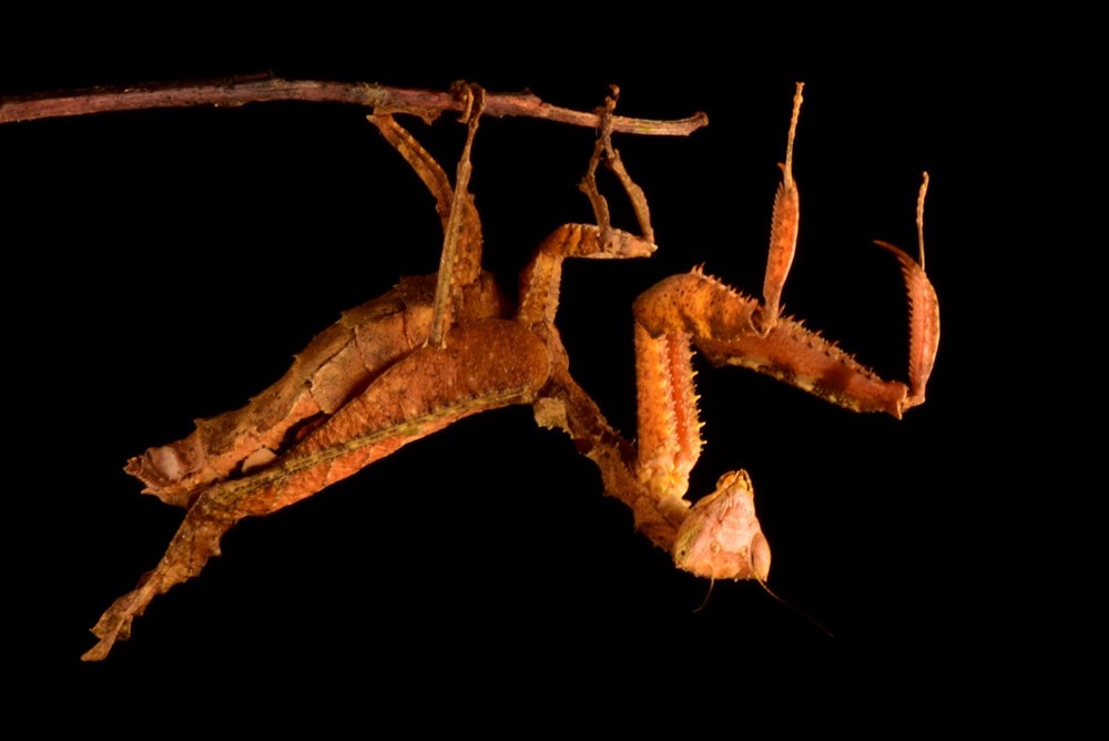 Bilim insanları 20 yeni canlı türü keşfetti - 5