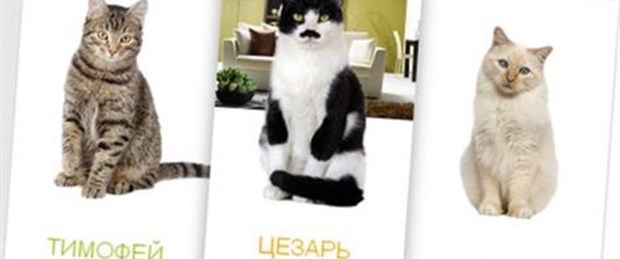 ev kredisi alana kedi