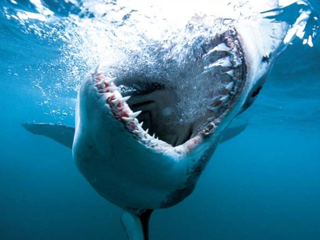 Iste Kopek Baligi Gercegi Son Dakika Turkiye Haberleri Ntv Haber Iste Kopek Baligi Gercegi Son Dakika Turkiye Haberleri Ntv Haber