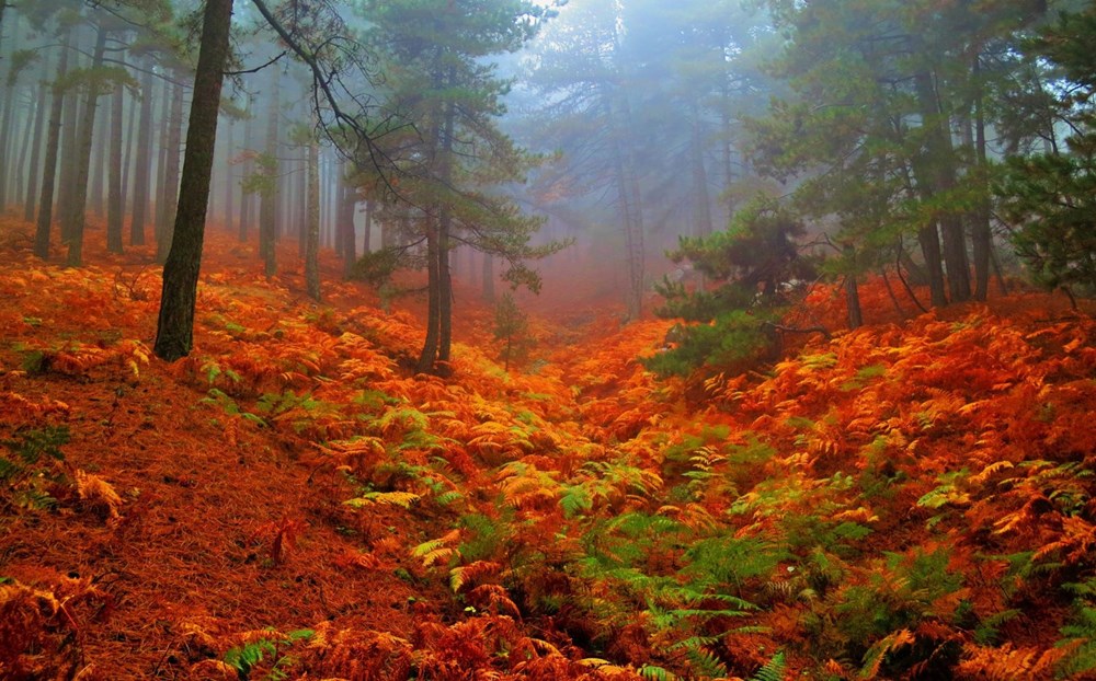 🍂 Sonbaharın En Güzel Fotoğraf Rotaları 10 CRHIcmD6EkSg0hEZBC2kzg