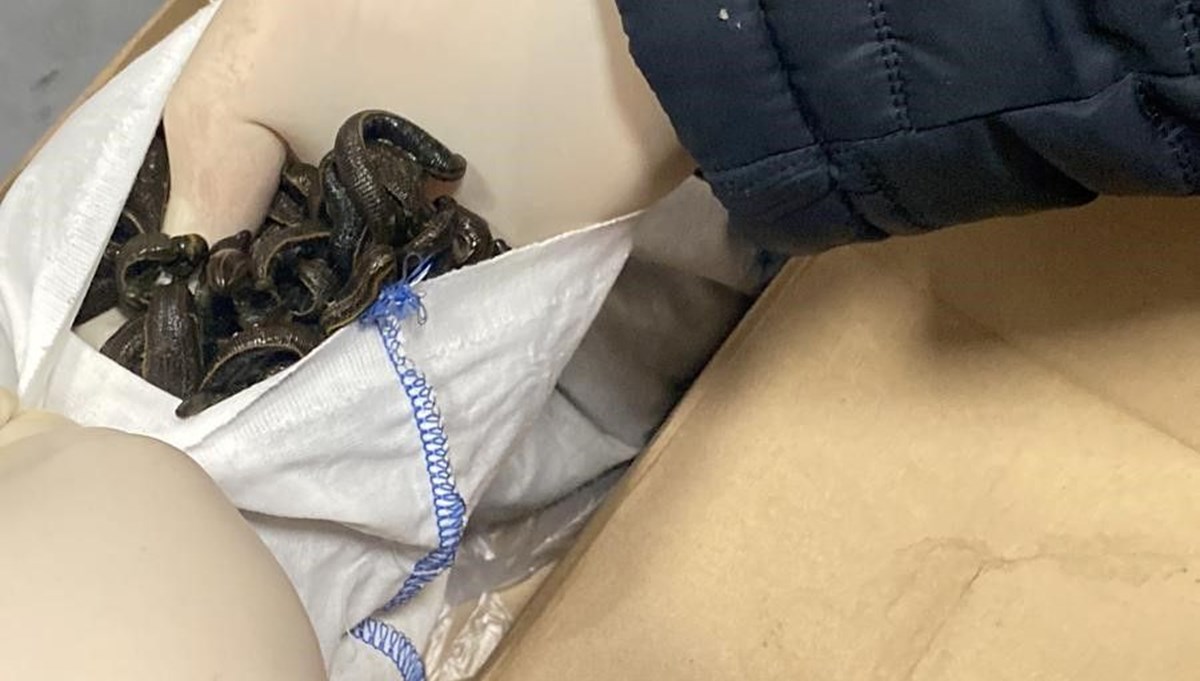 İstanbul Havalimanı'nda kaçak tıbbi sülük operasyonu: 2 milyon 624 bin TL ceza İstanbul Havalimanı'nda kaçak tıbbi sülük operasyonu: 2 milyon 624 bin TL ceza