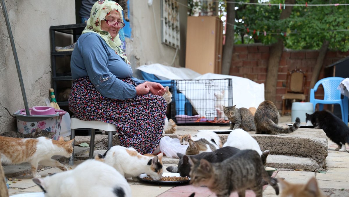 Ömrünü kedilere adadı: 70 kediye bakıyor