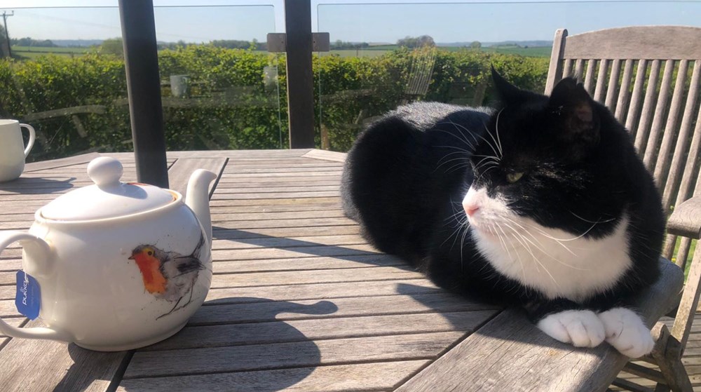 Diplomat kedi
Palmerston İngiltere Dışişleri Bakanlığı’ndan emekli oldu - 6