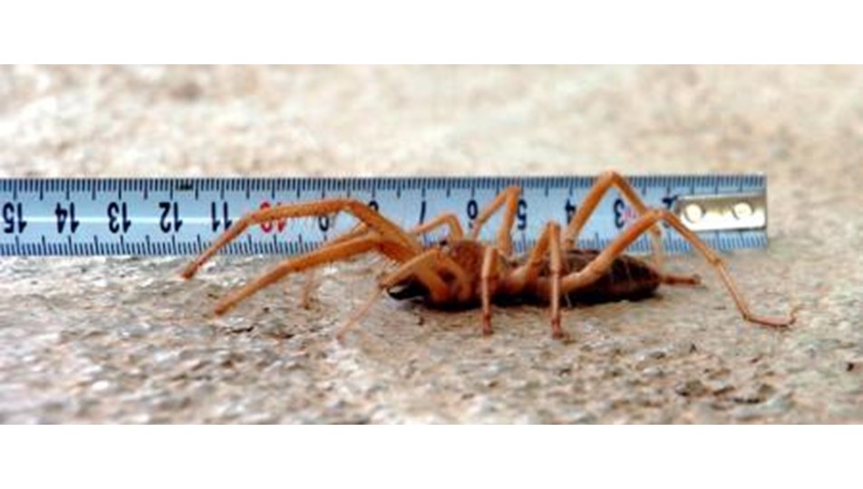 Et yiyen bu örümcekler ürkütüyor Magazin Haberleri NTV