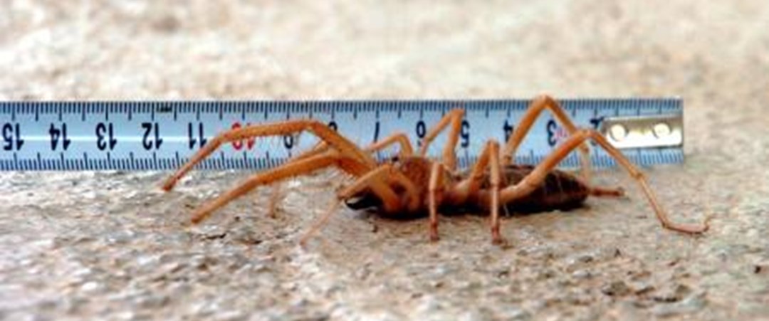 Et yiyen bu örümcekler ürkütüyor Magazin Haberleri NTV
