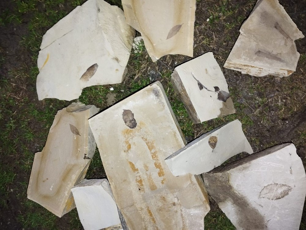 Kuşadası'nda gizemli keşif:15 milyon yıllık yaprak fosili bulundu 73