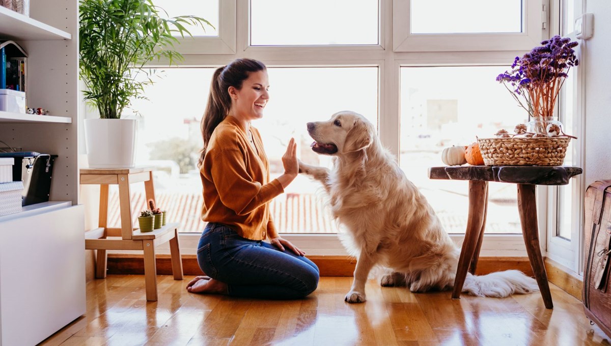 Silikon Vadisi'nde köpeklerin ömrünü insanlardakine benzer bir şekilde uzatmak için çalışma başlatıldı