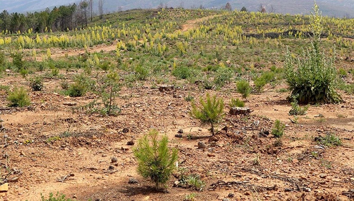 Muğla'da yangınların ardından yanan alanlar tekrar yeşeriyor