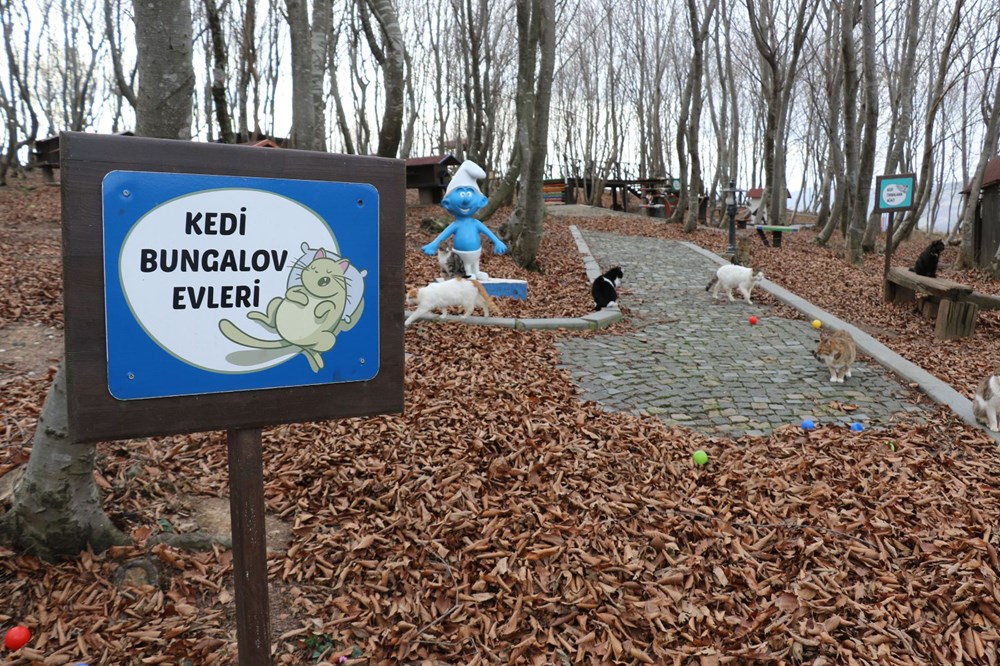 Sokak kedileri için �Kedi kasabası� NTV