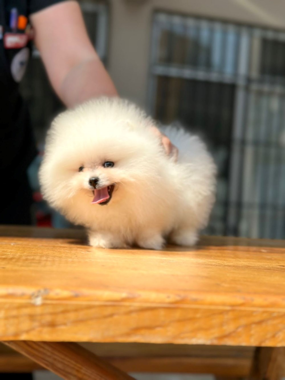 En popüler ve en güzel süs köpeği Pomeranian Boo hakkında bilinmesi gerekenler - 4