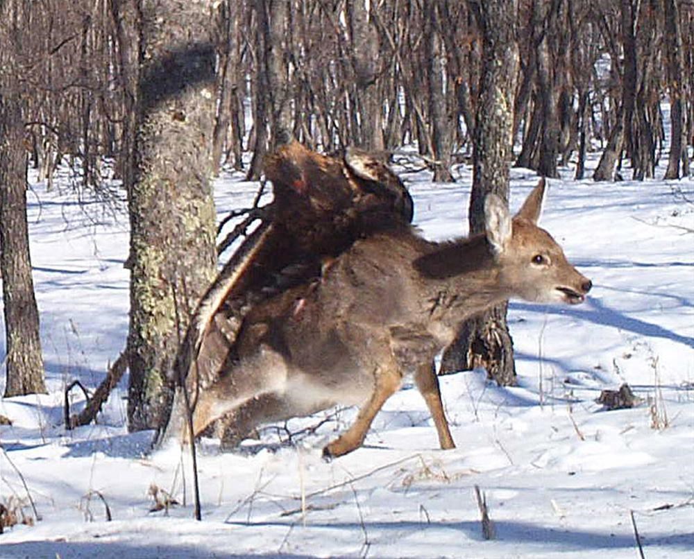 Волк ест оленя