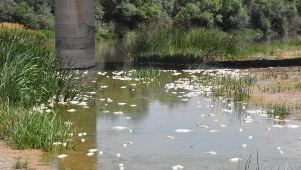 Numuneler, Ankara'da Etlik Veteriner Araştırma Enstitüsü Müdürlüğü'ne gönderildi. Yapılan inceleme sonucunda herhangi bir zehirlenme belirtisine rastlanılmadı. Devlet Su İşleri (DSİ) tarafından alınan su örneklerinde ise olumsuz bulgu görülmedi.