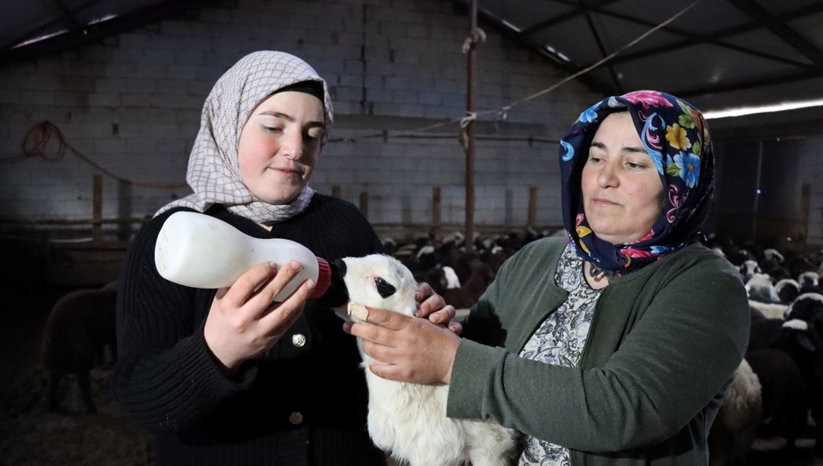 Anne ve kızı koyun sayılarını 100'den 900'e çıkarttı