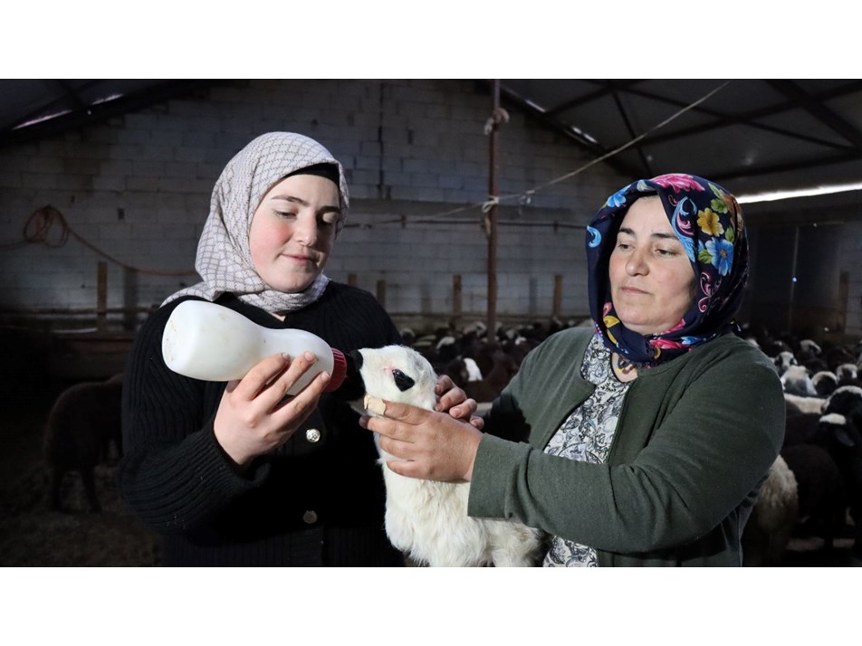 Erzincanlı anne ile kızı, koyun sayılarını 100'den 900'e çıkarttı