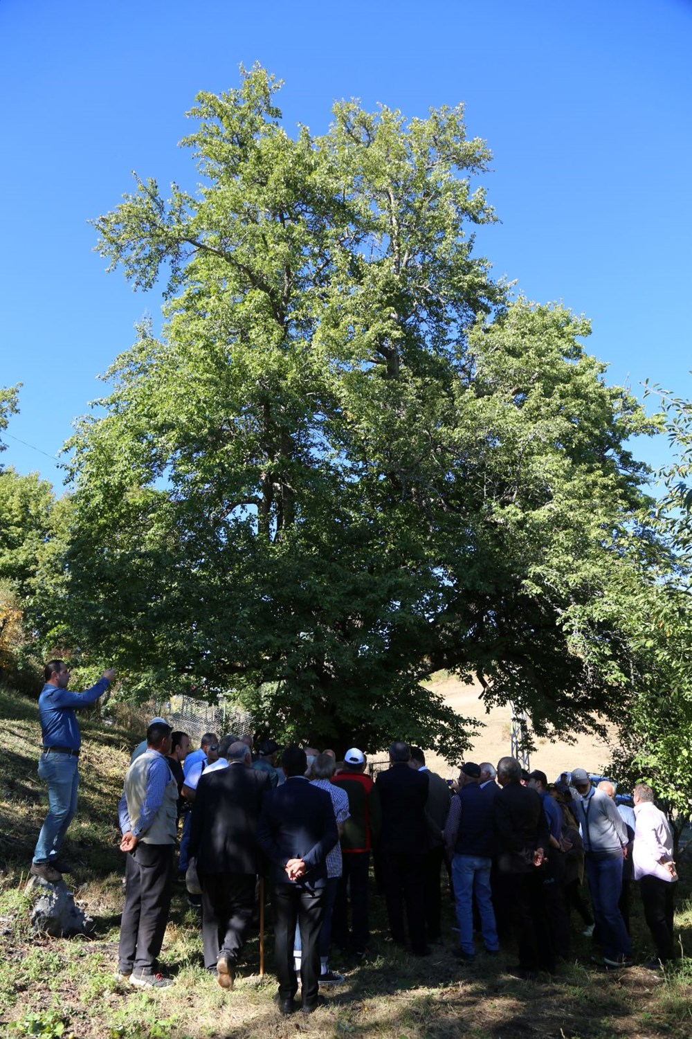 Dünyanın en yaşlı armut ağacı: 1100 yıldır meyve veriyor - 4