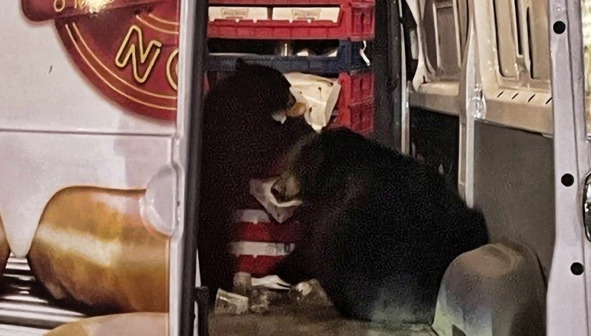 Alaska'da ayılar, askeri üsse teslimat yapan minibüsteki donutları yedi Alaska'da ayılar, askeri üsse teslimat yapan minibüsteki donutları yedi