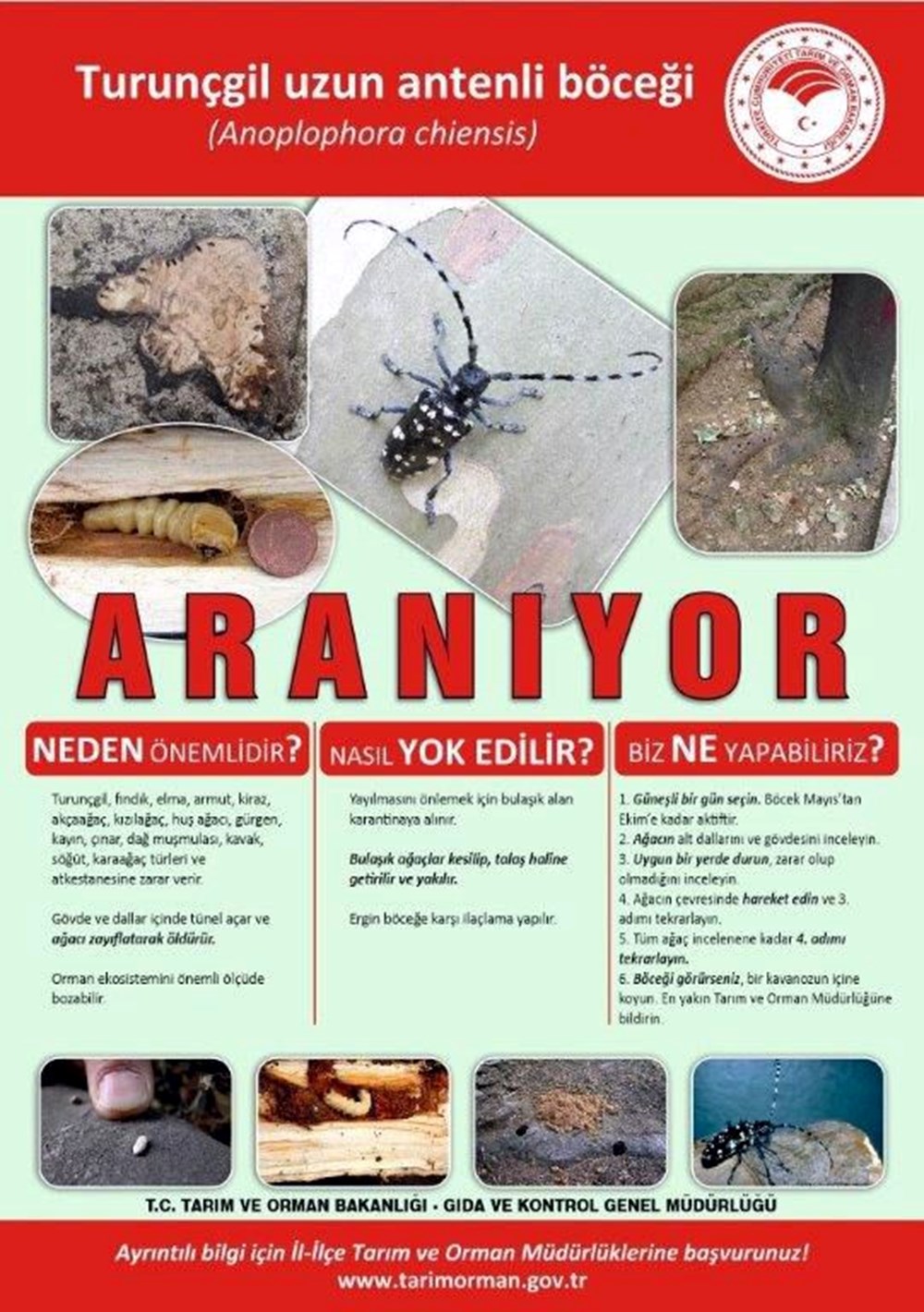 Bu böcek çeşidine dikkat! Bakanlık kırmızı bültenle "Aranıyor" afişi hazırladı 72