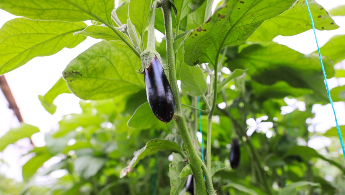 Yüzde 90 verim kaybı yaşanan patlıcan, en pahalı sebze