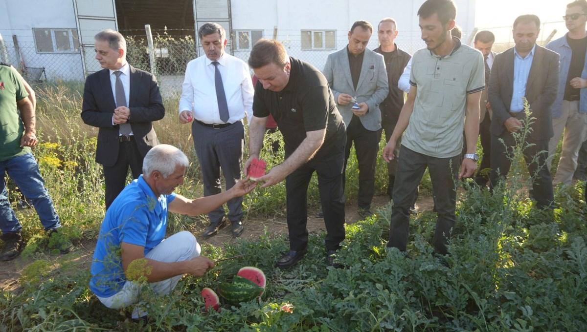 Yaz aylarının vazgeçilmezi: Bereketli topraklarda hasat başladı