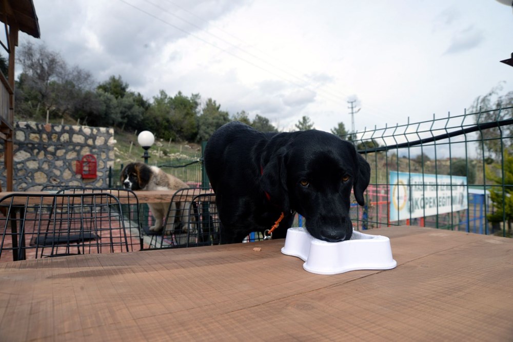 Bu kafenin müşterileri köpekler NTV