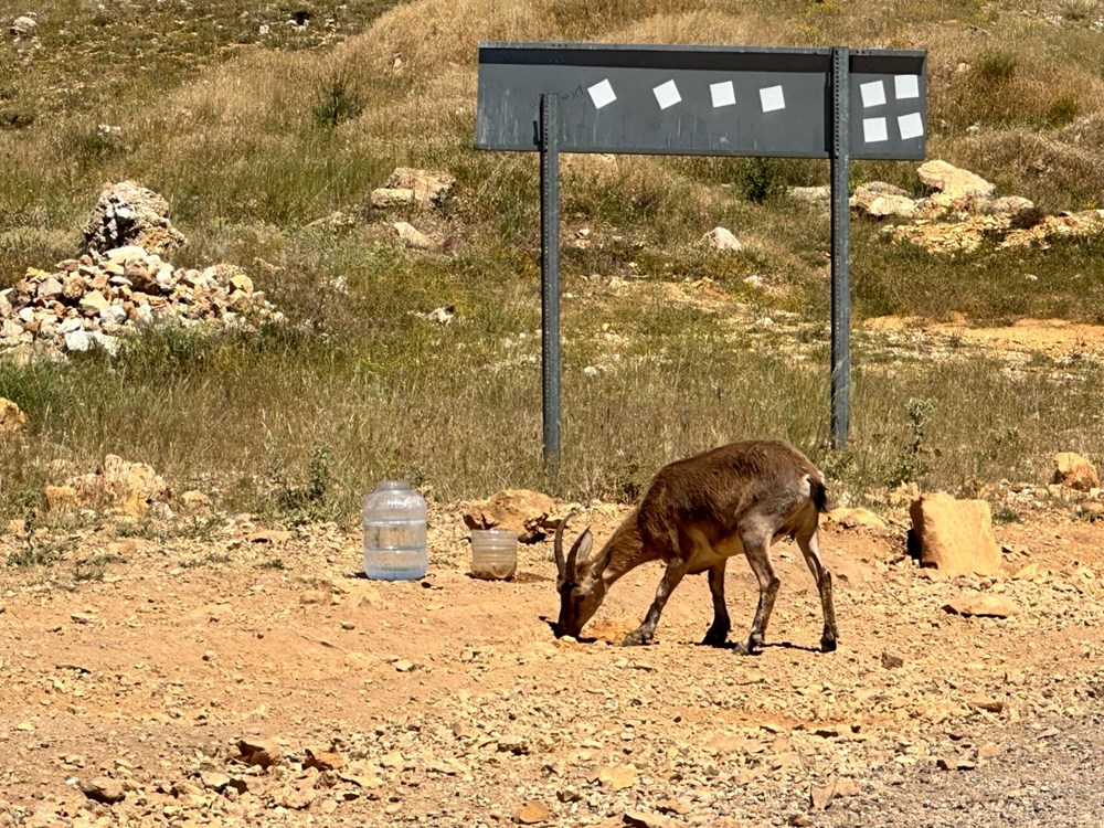 Tunceli'de ölümcül uyarı: "Yolda gördüğünüz an uzak durun!" - 2