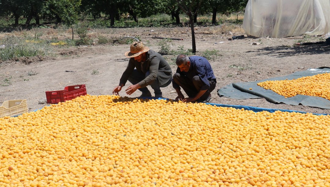 Halk arasında "güneşin altın yumurtası" olarak biliniyor! 115 ülkeye gönderiliyor, dünyanın damağını tatlandıran lezzet