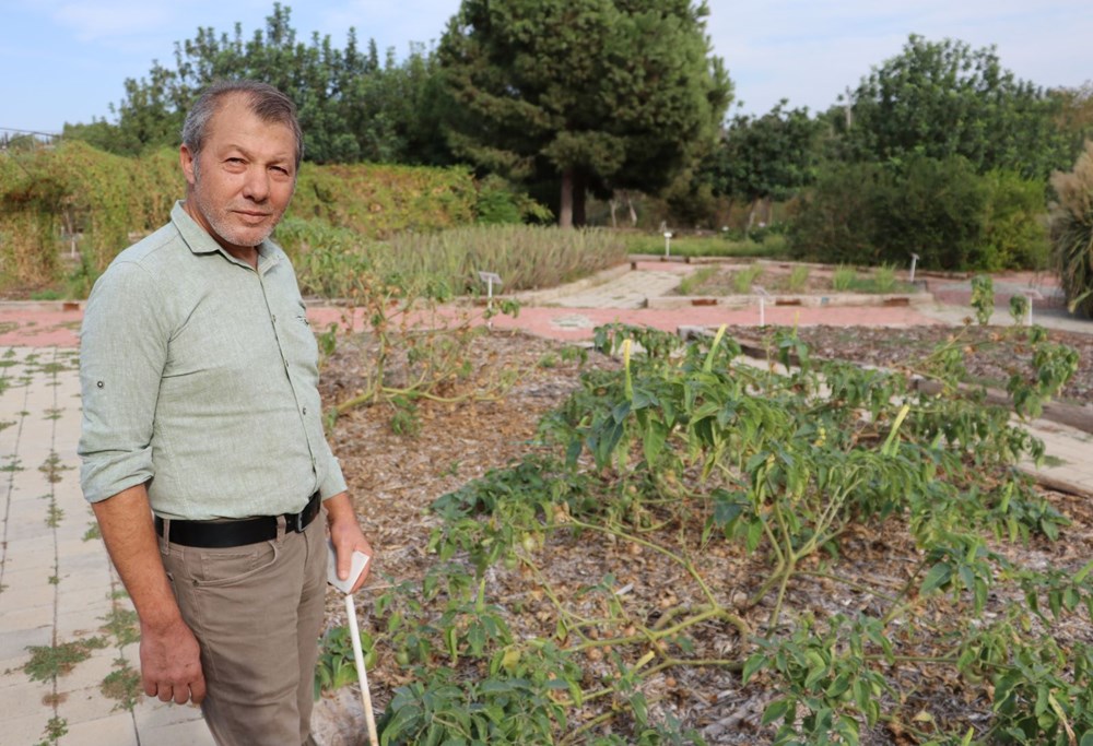 Sakın barbunya sanıp yemeyin! (Siyanürden 6 bin kat daha zehirli) - 12