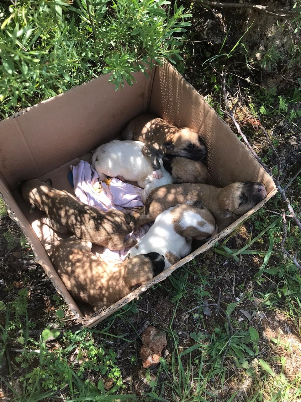 Antalya'da 7 yavrusu olan köpek tüfekle vurularak öldürüldü - 1
