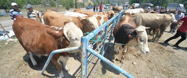 Bakanlıktan hastalıklı kurban uyarısı