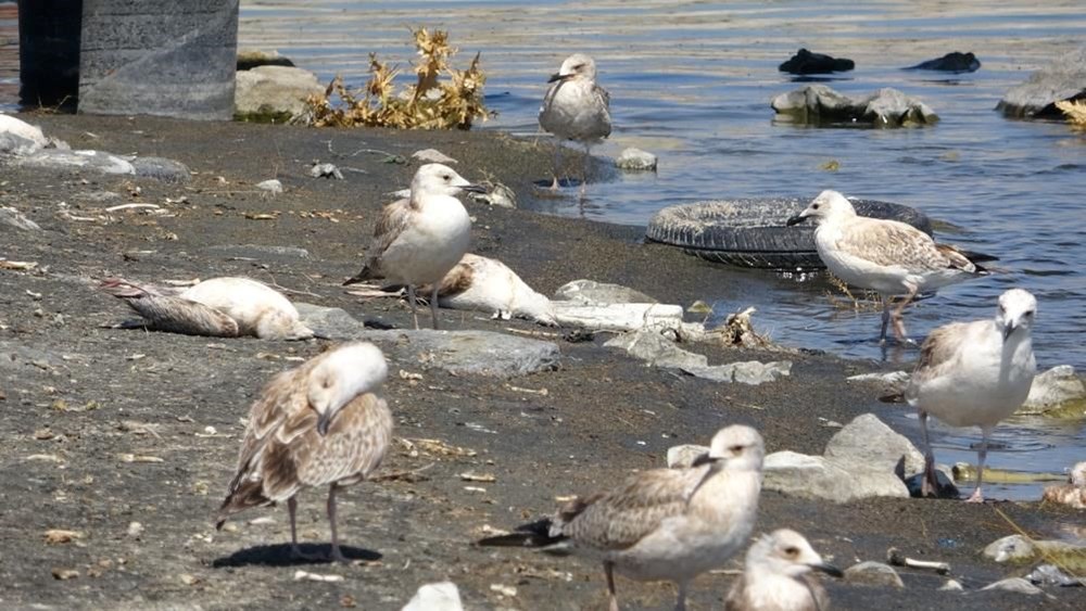 Van’da binlerce martı öldü, binlercesi de ölümü bekliyor - 5