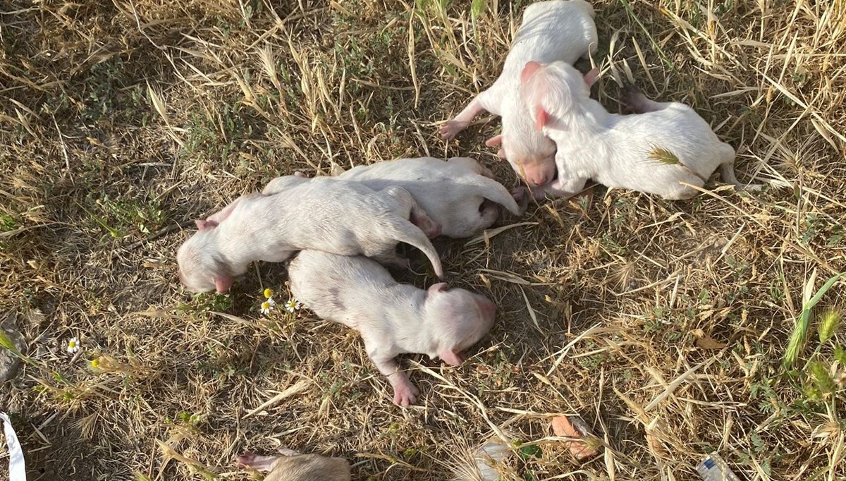 Çöpe atılan çuvaldan köpek yavruları çıktı