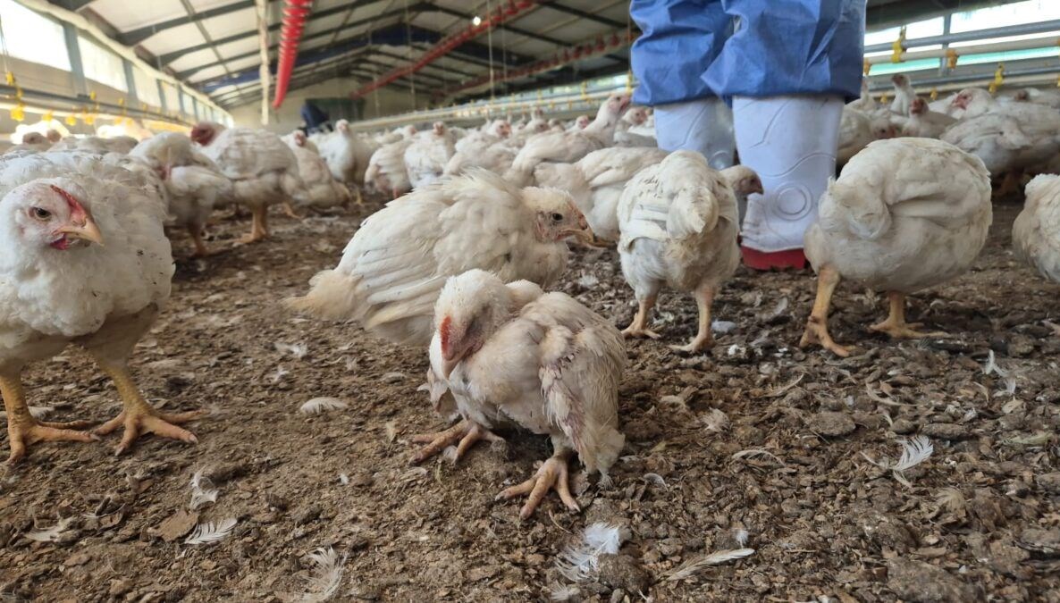Tavuklar açlıktan birbirini yedi