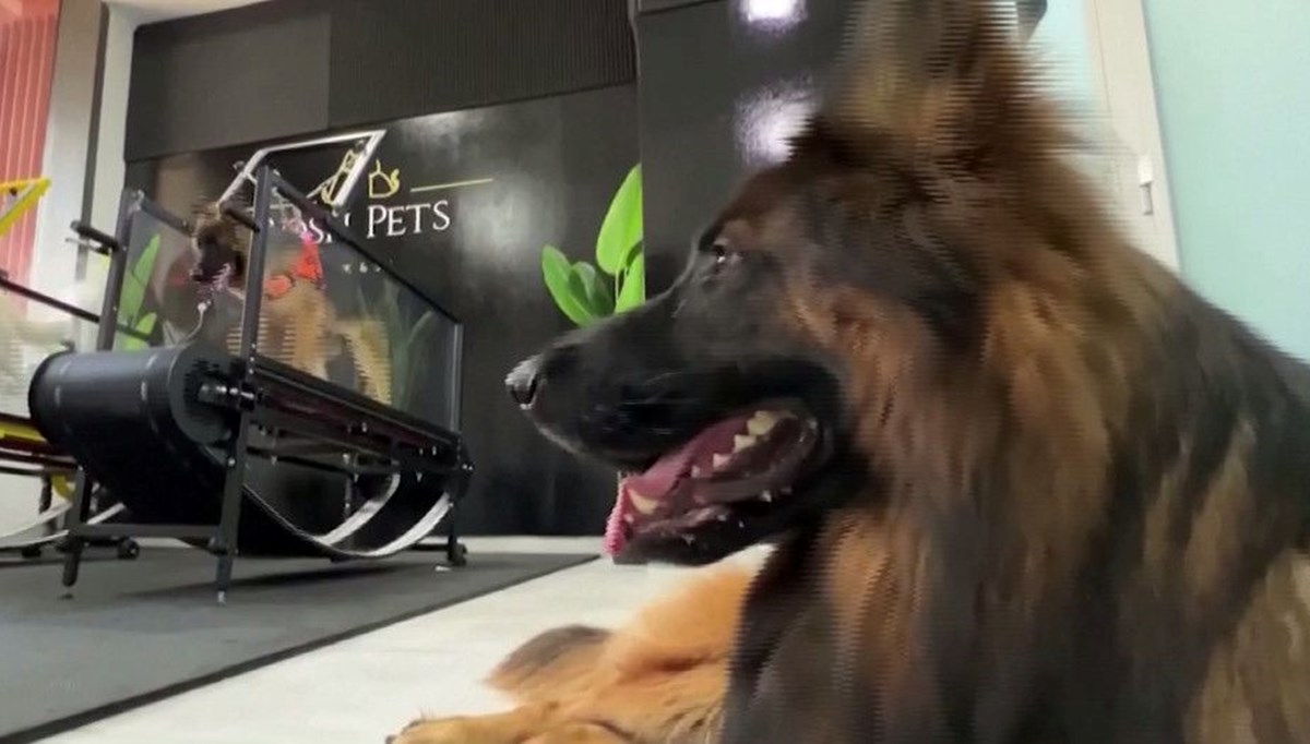 Köpeklere özel spor salonu