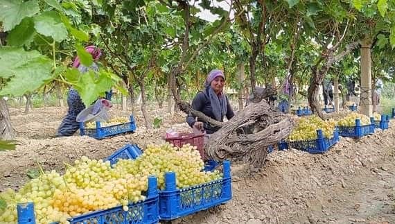 Fiyatı 70 lirayı gördü: Manisa'nın dünyaca ünlü üzümü