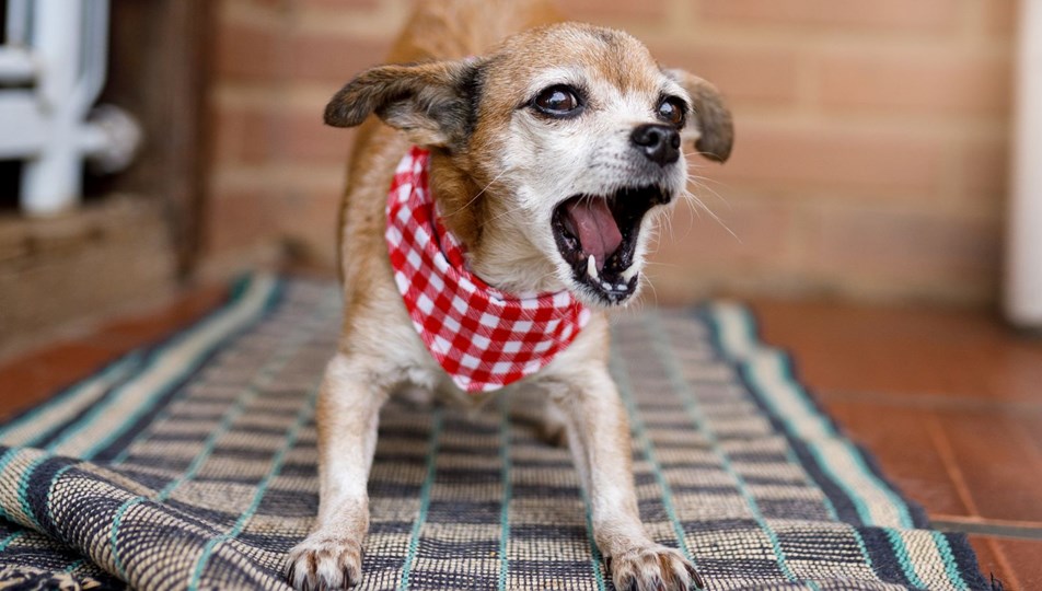 ABD'nin Aurora kentinde köpekler artık istedikleri kadar havlayamayacak