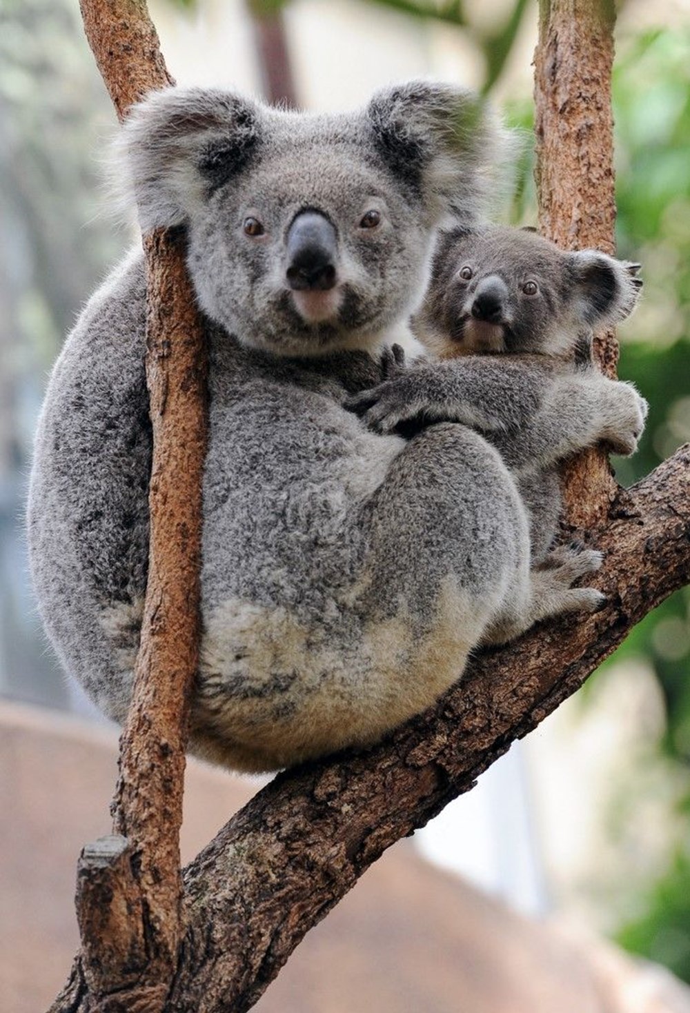 Год коалы. Квинслендский коала. Сумчатый Ленивец. Коала сумчатое животное. Мишка коала.