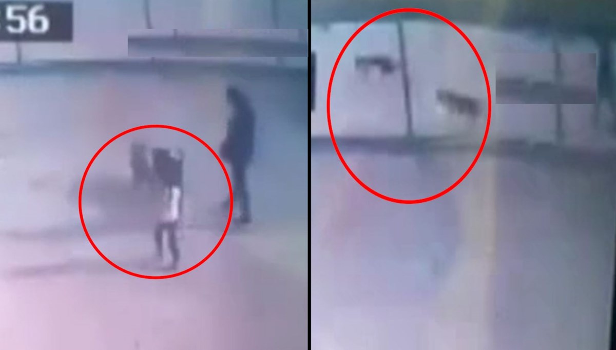Küçük çocuğun yaralandığı pitbull saldırısında yeni görüntüler ortaya çıktı